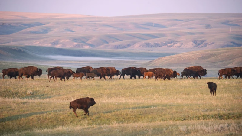 buffalo